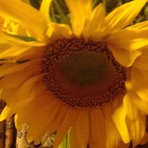 Meet your Posher, Yvonne scott